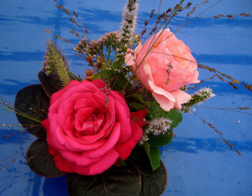 Фото бесплатно розы, розовая роза, красная роза, букет, синий фон