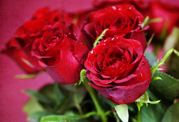 букет красных роз цветы