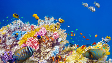 море, подводный мир, кораллы, рыбки, под водой, фауна, HD full,