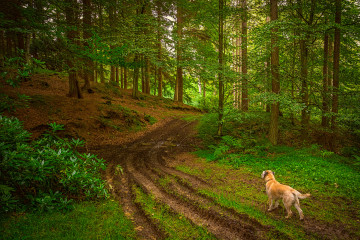 Фото бесплатно хвойный лес, пейзаж, дорога в лесу, рыжий пёс