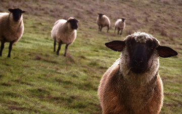 овцы, пастбище, домашние животные, фото, Sheep, pasture, pets, photo