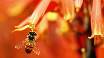 пчела собирает нектар с цветка оранжевый фон hd full 1920х1080