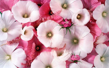 Лаватера белая, розовая, цветы, Lavatera white, pink, flowers