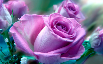 pink roses, flowers, bouquet, buds, beautiful wallpaper, розовые розы, цветы, букет, бутоны, красивые обои, różowe róże, kwiaty, bukiet, pąki, piękne tapety