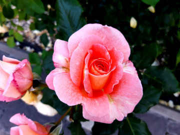 pink rose, flower, plant, розовая роза, цветок, растение
