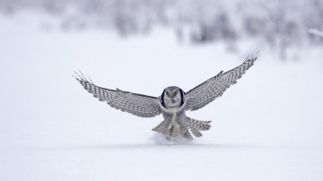 сова, размах крыльев, птица, зима, снег