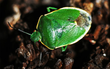 зеленый Клоп древесной, насекомое, макро, зеленый жук, кора, Green Bug wood, insect, macro, green beetle, bark