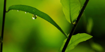 dew drops, растение, зелень, макро