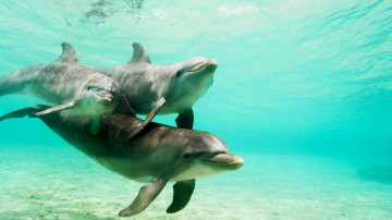 дельфины в воде, животные, подводный мир, Dolphins in the water, animals, underwater