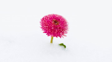 a flower in the snow, минимализм, лиловый цветок, белый снег