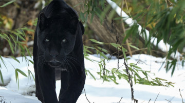 черная пантера, дикие животные, род кошачьих, снег, зима, 3840х2160 4к обои