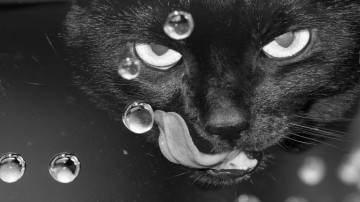 черная кошка, мордочка, язык, пузырьки, черно-белые обои