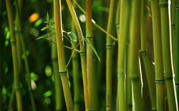 Бамбуковые стебли природа зелёный фон