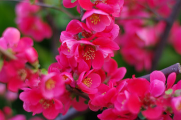 Фото бесплатно цветы, розовые цветы, ветки сакуры, ветка, весна