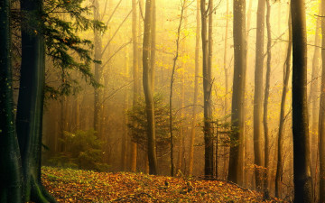 лес, солнечный свет, осень, деревья, природа