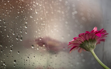 цветок, дождь на стекле, капли, минимализм, обои скачать, flower, rain on the glass, drops, Minimalism, wallpaper download