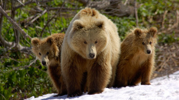 бурые медведи, мать и детеныши, животные, Долина гейзеров, Кроноцкий заповедник, Россия
