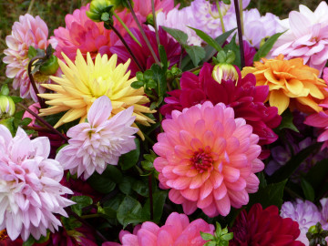 Фото георгины, цветы, букет, красивые обои на рабочий стол