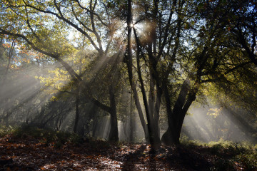 деревья, осень, лучи солнца, природа