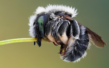 Фото бесплатно насекомое, пчела, макро