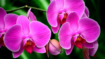 орхидея, цветок, ветка, экзотика, необыкновенные обои для рабочего стола, orchid, flower, branch, exotic, unusual wallpapers