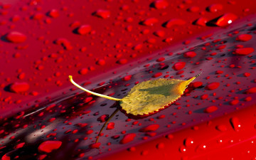 желтый одинокий лист тополя на мокром капоте красного автомобиля