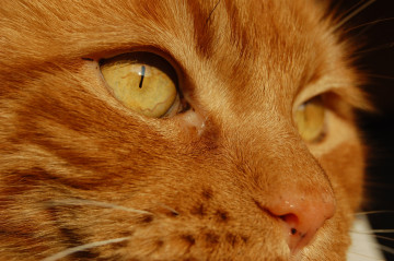 огненно-рыжая кошка, морда, усы, домашние животные