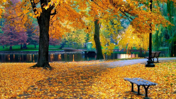 Листопад в парке у ручья, бесплатное фото, жёлтые листья, природа, осень, листопад