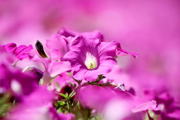 Фото бесплатно цветок, розовый цвет, петуния