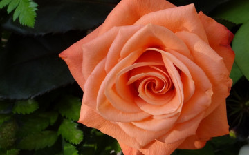 оранжевая роза, цветок крупным планом