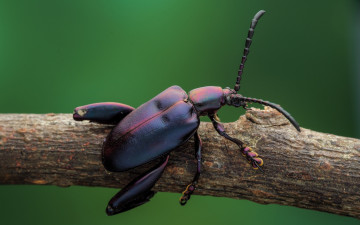 beetle, insect, black, branch, green background, macro, жук, насекомое, черный, ветка, зеленый фон, макро