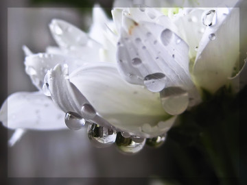 капли, белый цветок, хорошее качество, обои, drops white flower, good quality, wallpaper