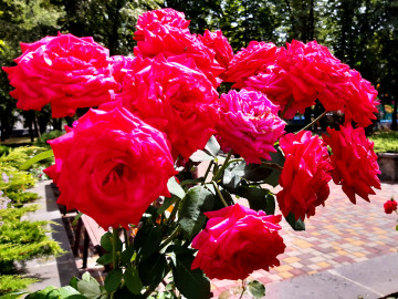 4000х3000 4к обои куст алых роз на клумбе в парке, 4k wallpaper bush of scarlet roses on a flower bed in the park