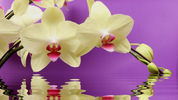 white orchid over water, purple background, reflection in water, белая орхидея над водой, фиолетовый фон, отражение в воде