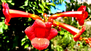 кампсис бегония растение в виде лиан с красными цветами