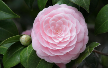 очень красивый розовый цветок, качественные обои, Very beautiful pink flower, high quality wallpaper