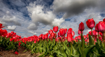 Фото бесплатно цветок, красные тюльпаны, поле, облака