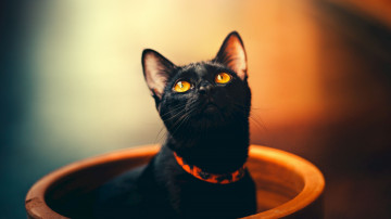 черная кошка в кувшине, смешные домашние животные