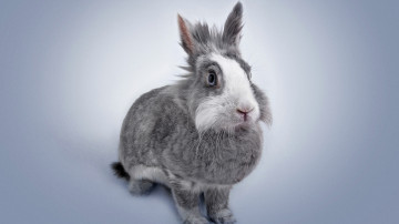 серый кролик, домашние животные, серый фон, 3840х2160, 4к обои