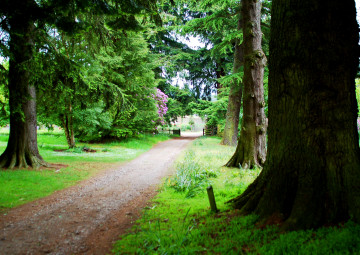 Фото бесплатно аллея, парк, деревья, лето, природа