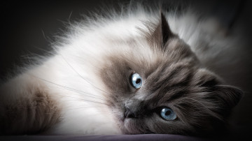пушистый голубоглазый кот, домашние животные, 3840х2160 4к обои