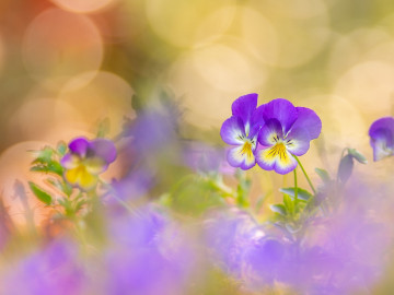 Фото бесплатно обои фиолетовый анютины глазки, лепестки, размытый фон, цветы