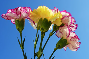flowers, carnations, bouquet, blue background, 3750х2500, 4К, цветы, гвоздики, букет, голубой фон