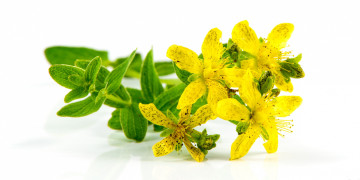 st john's wort medicinal herb, зверобой, желтые полевые цветы, лекарственное растение