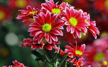 bush chrysanthemum, red autumn flowers, bright beautiful wallpaper, кустовая хризантема, красные осенние цветы, яркие красивые обои