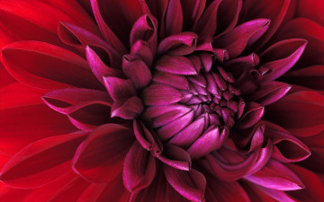 красная георгина крупным планом, цветок, макро, лепестки