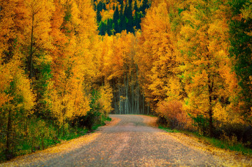 Начало леса, осень, дорога, деревья, природа