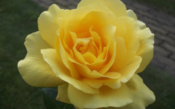 желтая роза, цветок, обои скачать, Yellow rose, flower, wallpaper download