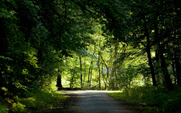 Фото бесплатно джунгли, роща, дорога, природа, зелень, природа