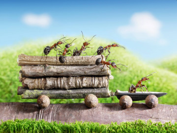 муравьи везут дрова, смешные креативные обои